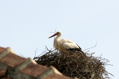 Pas de bébé en vue_4584626266_l.jpg